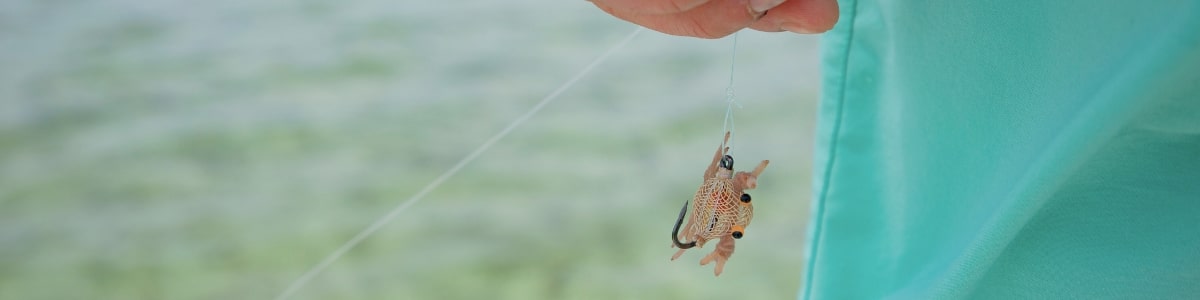 Crabs & Toads