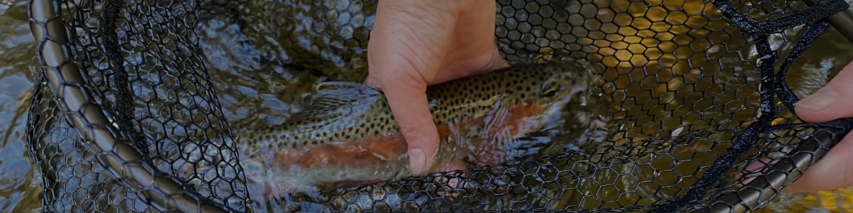 Landing Nets & Accessories