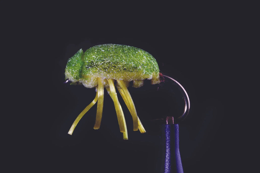 Manic Great Lake Gum Beetle