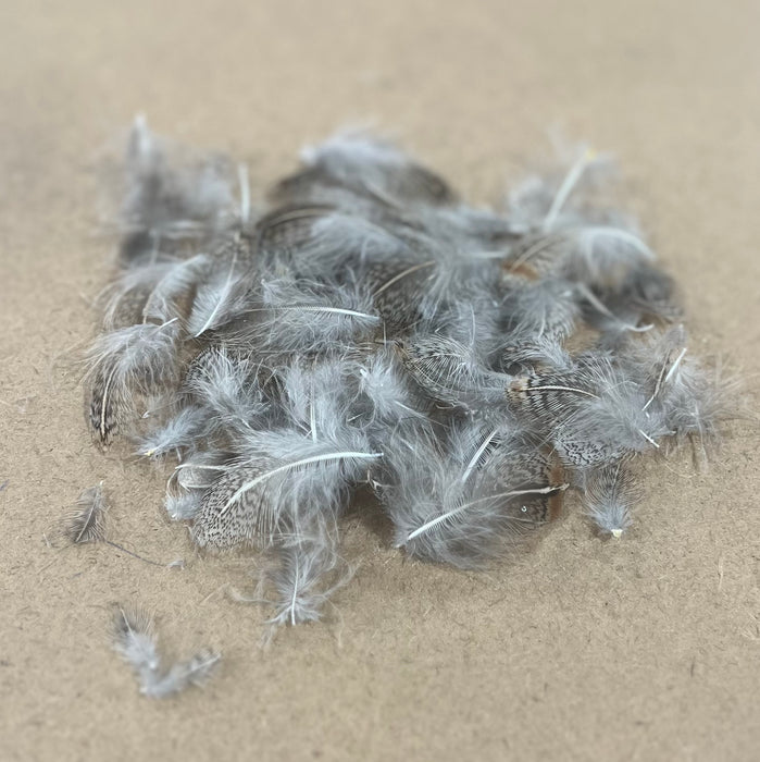 Hungarian Partridge Feathers