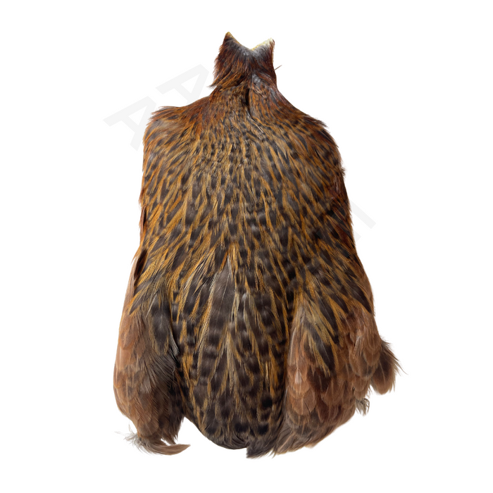 Whiting Farms 4 B Hen Cape
