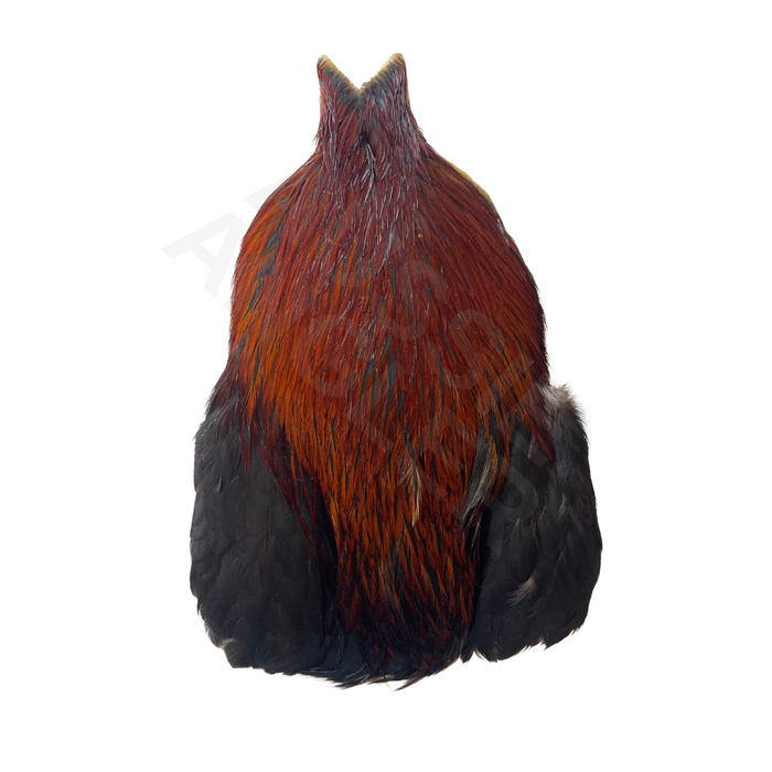 Whiting Farms 4 B Rooster Cape