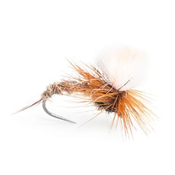 Christopher Bassano Hares Ear Klinkhammer