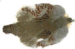 Wapsi Hungarian Partridge Skin