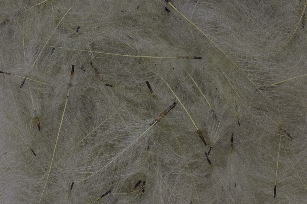 Fulling Mill CDC Feathers 1 gram