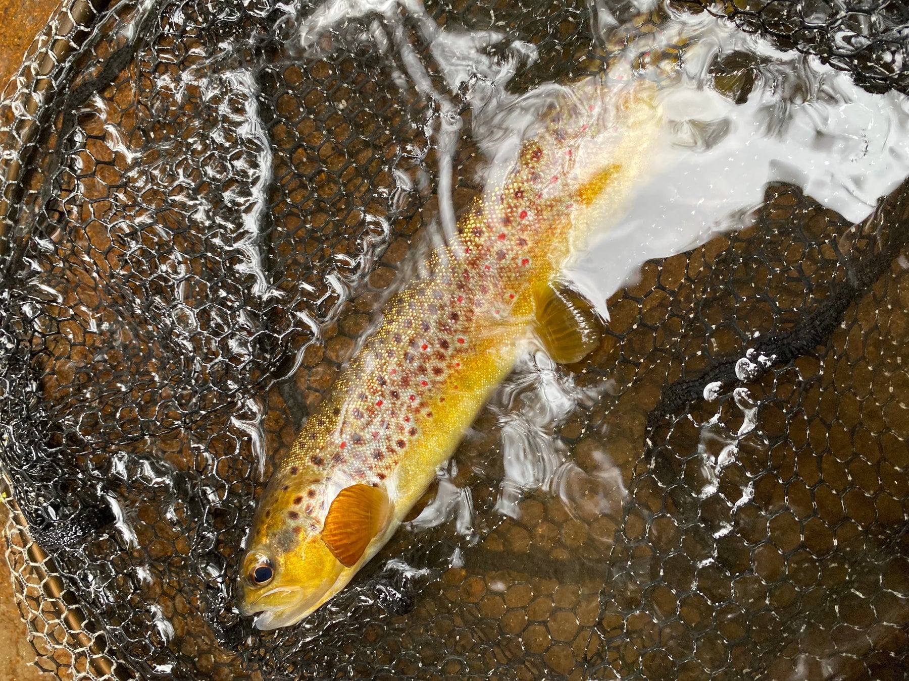 Fly Fishing Report Friday September 19,2025