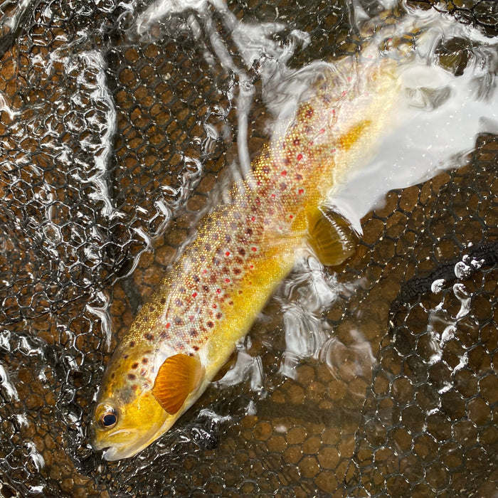 Fly Fishing Report Friday September 19,2025