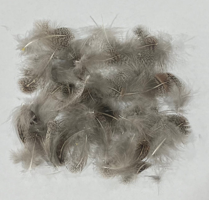 Hungarian Partridge Feathers
