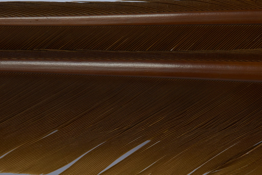 Fulling Mill Turkey Biots